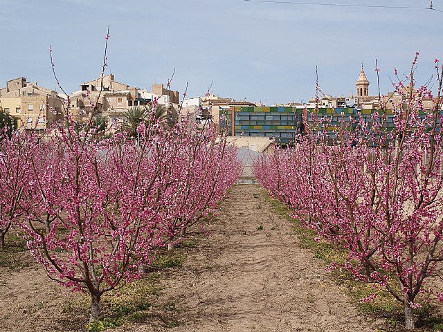 Floracin de Cieza -  El Caico - 21